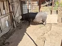 Säue, Schweine — Foto 1
