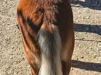 Hing, Shetland Pony — 3. fotó