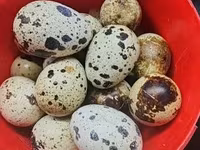 Quails — 1. fotó