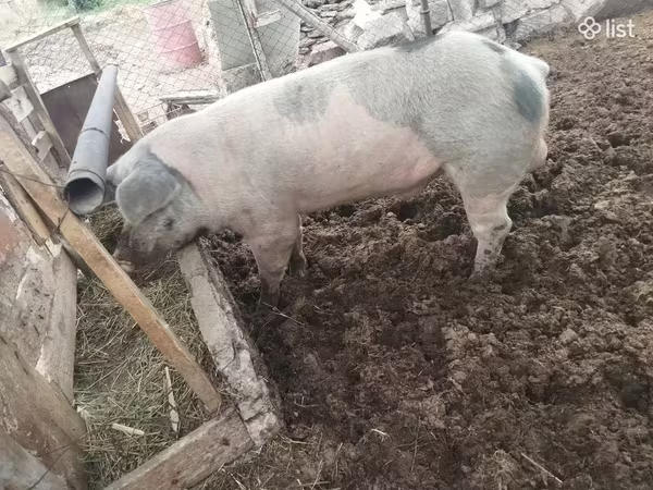 Boar, Дюрок