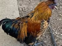 Chickens — फ़ोटो 1