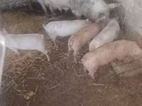 猪（批次，未指定性别）, Pigs — 照片 5