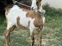 عنزة, الماعز — الصورة 2