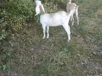 母山羊, Nubian Goat — 照片 4