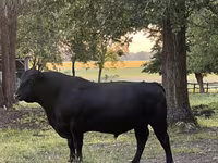 Toro, Aberdeen-Angus — foto 1