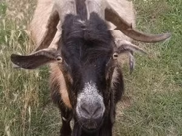 Ziegenbock, Saanen goat — Ungarn