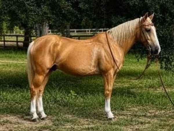 Hing, Quarter Horse