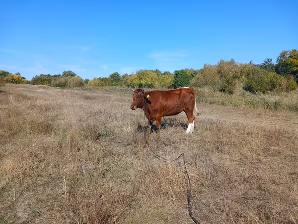 Cow, Simmental cattle