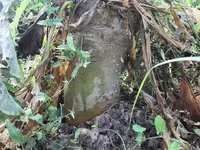 Բազուկ, ճակնդեղ, անասնակեր — foto 2