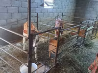 Krava, Swiss cattle — foto 4