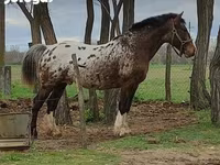 Mare, Haflinger — photo 8