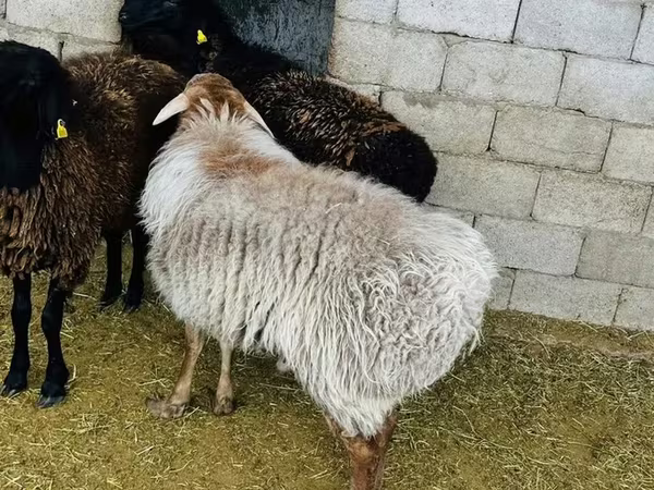 公羊, Sheep