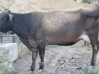 गाय, मवेशी — फ़ोटो 1