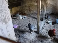 Guinea fowl — Foto 5