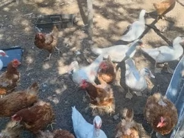 Ducks — Hungary