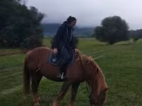 Caballo, Caballos — foto 8