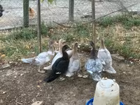 Ducks — photo 7