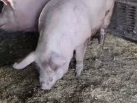 Disznók (tétel, nem megadva), Sertések — 3. fotó