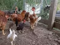 Chickens — photo 4