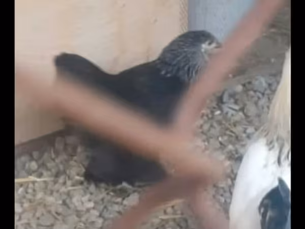 Brahma