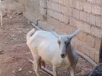Ziege, Saanen goat — Foto 8