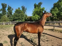 Hing, Akhal-Teke — 1. fotó