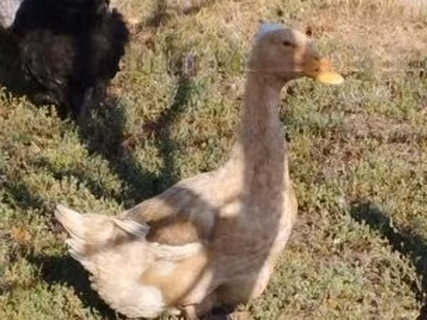 Sasko