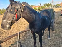 Caballo, Caballos — foto 5