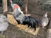 Chickens — photo 3