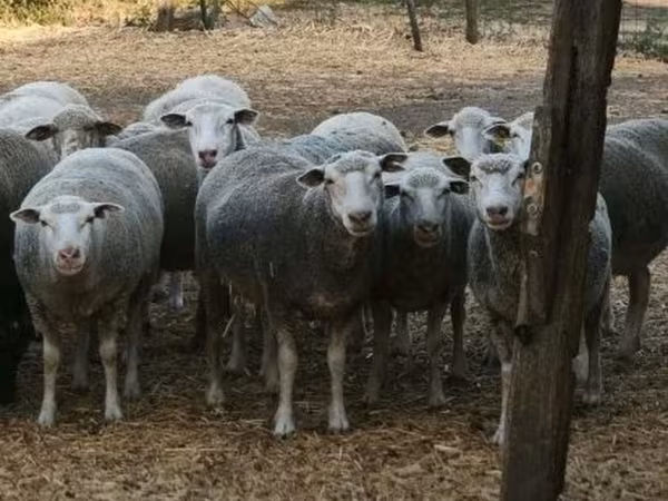 भेड़, भेड़ — हंगरी