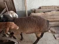 Baran, Blackheaded Persian sheep — zdjęcie 2
