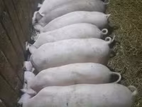Pigs (batch, sex not specified), Pigs — photo 2