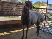 Schaf, Arashan sheep — Foto 2