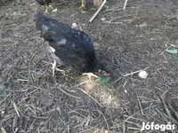 Chickens — 1. fotó