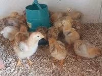 Chickens — Foto 1