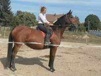 Klisna, Hungarian horse breed — foto 1