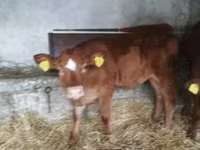 गाय, लिमोज़िन गाय — फ़ोटो 2