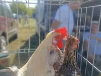 Chickens — foto 7