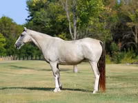 Madyan, Skyros Pony — foto 2