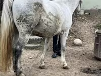 Jument, Chevaux — photo 3