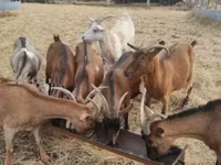 बकरी, Alpine goat — फ़ोटो 2