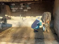 Cow, Latvian Blue cattle — photo 2