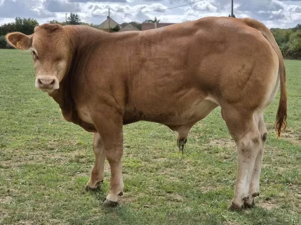 Bika, Limousin tehén