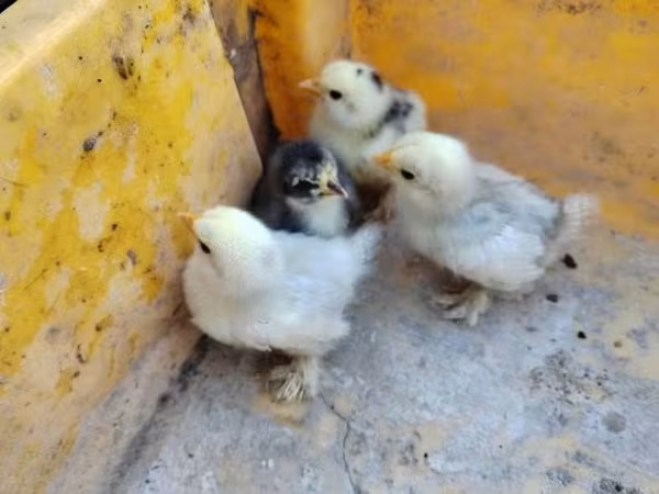 Silkie