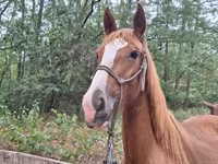 Бие, Hungarian horse breed — 4-сурет