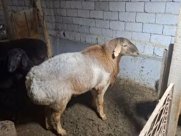 Sheep (batch, sex not specified), Sheep