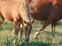 घोड़ी, घोड़े — फ़ोटो 2