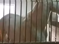 Caballo, Caballos — foto 4