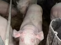 猪（批次，未指定性别）, Крупная белая — 照片 2