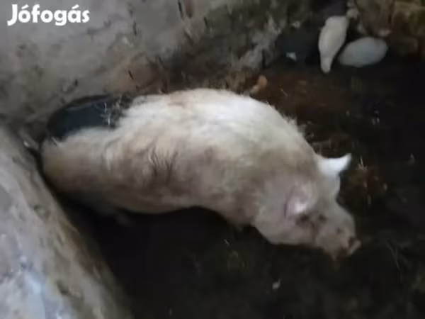 Boar, Pigs — Hungary